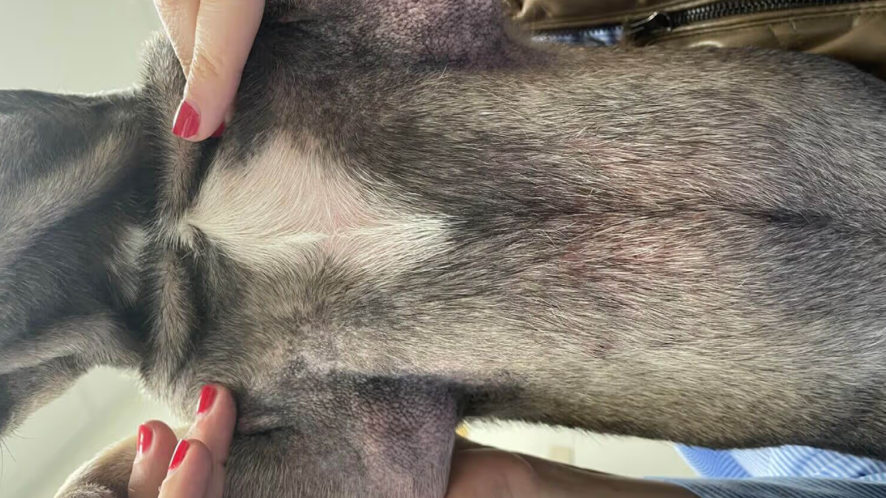 köpeklerde mantar hastalığı