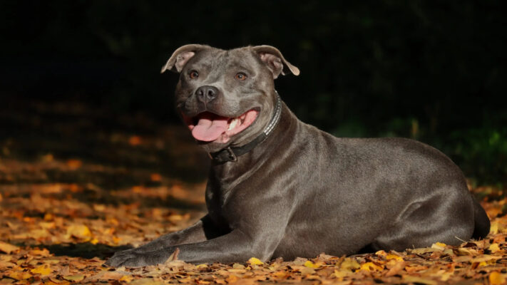 english staffordshire bull terrier
