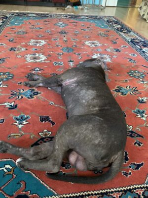 staffturk kennel evcil dostumun saglik mucadelesi ve magduriyeti 1 1