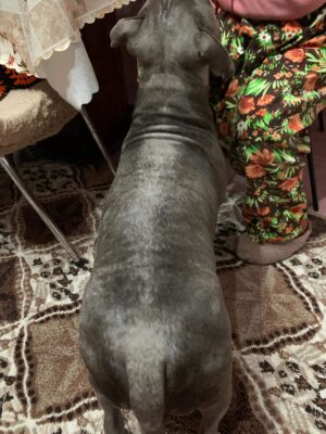 staffturk kennel evcil dostumun saglik mucadelesi ve magduriyeti 7