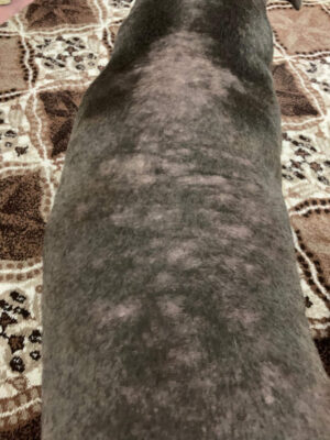 staffturk kennel evcil dostumun saglik mucadelesi ve magduriyeti 8