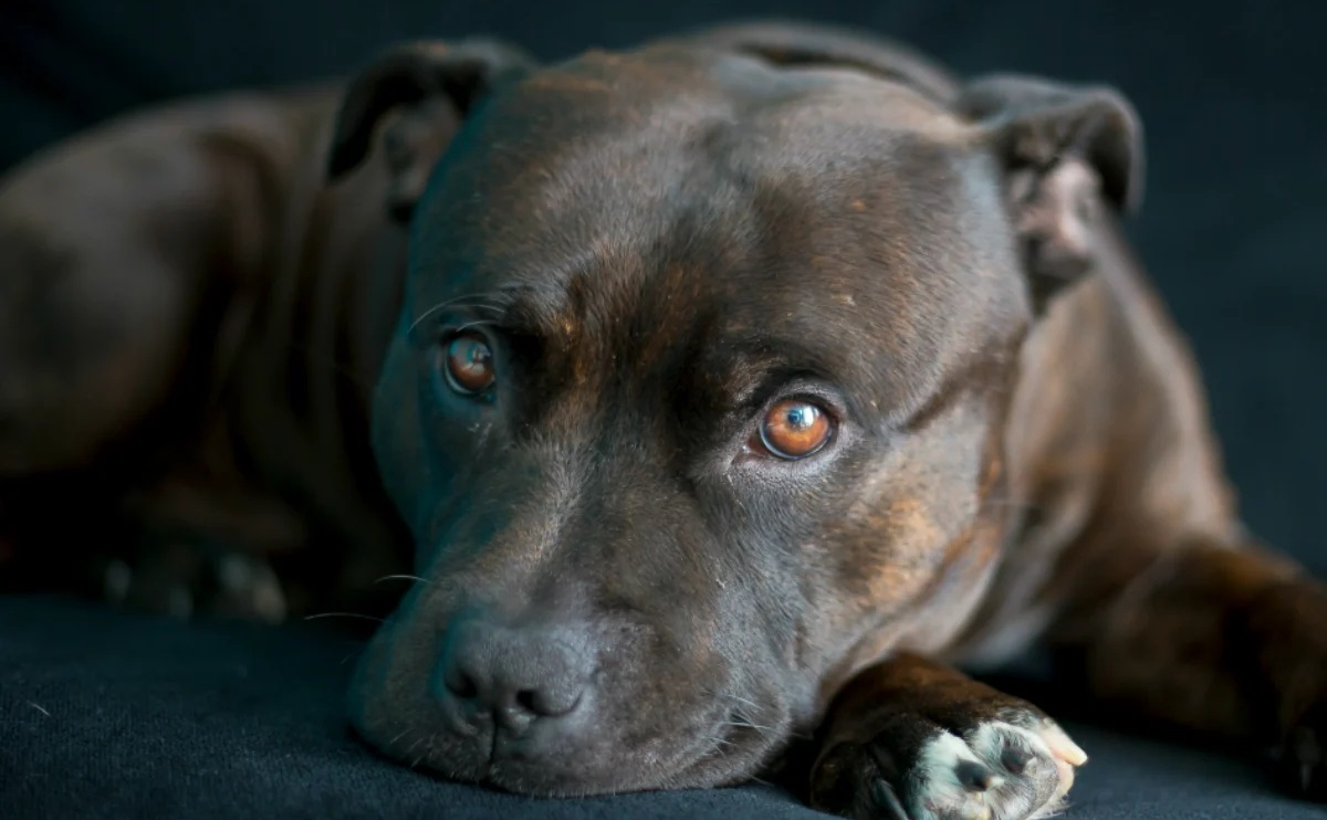 Köpeklerde İdrar Yolu Enfeksiyonu: Belirtiler ve Tedavi Yöntemleri 2 Yeni Proje 2