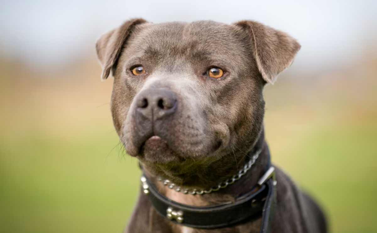 Köpeklerde İdrar Yolu Enfeksiyonu: Belirtiler ve Tedavi Yöntemleri 3 köpeklerde idrar yolu enfeksiyonu
