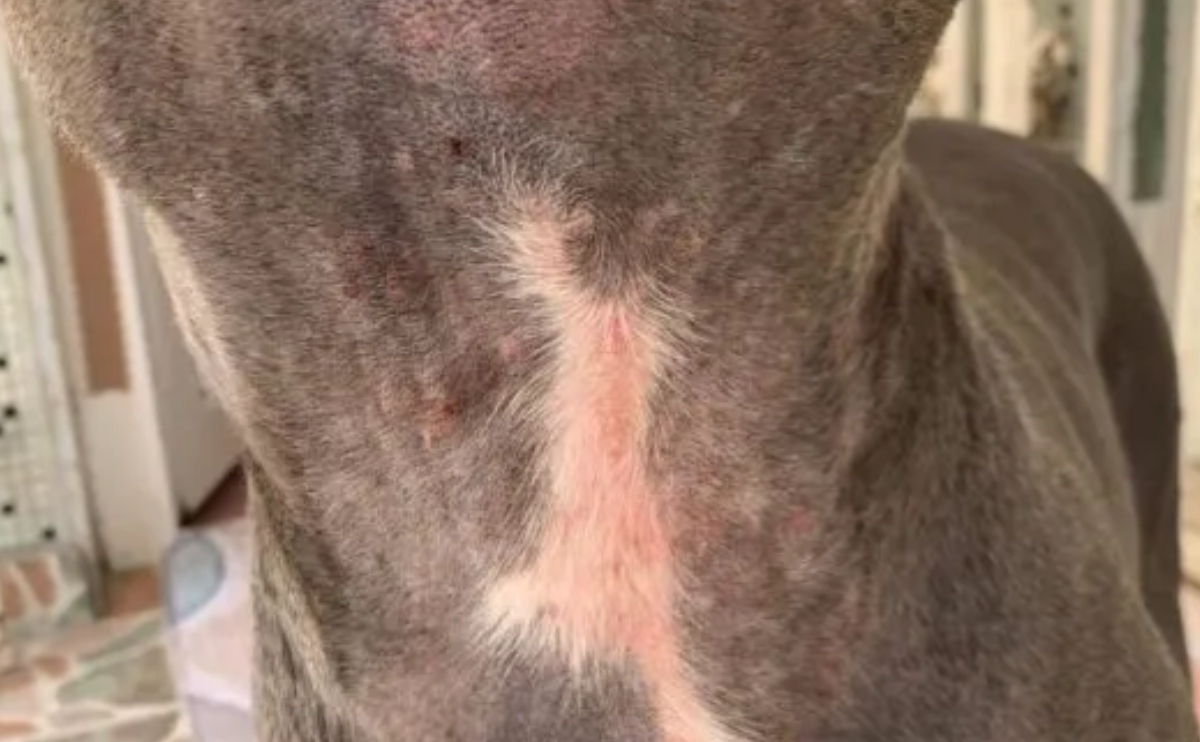 Köpeklerde Dermatomikozis: 5 Önemli Başlık 2 köpeklerde dermatomikozis