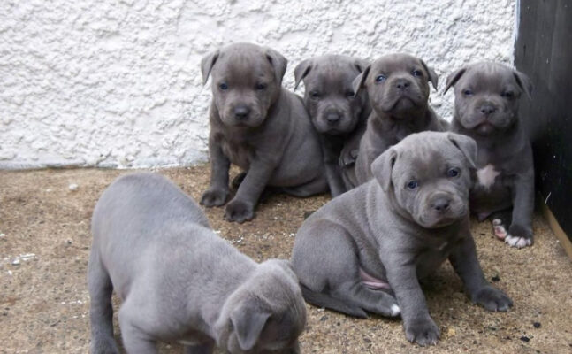staffordshire bull terrier yavrusu sahiplenmek