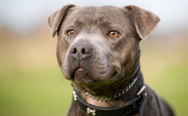 ingiliz staffordshire bull terrier ve alerji