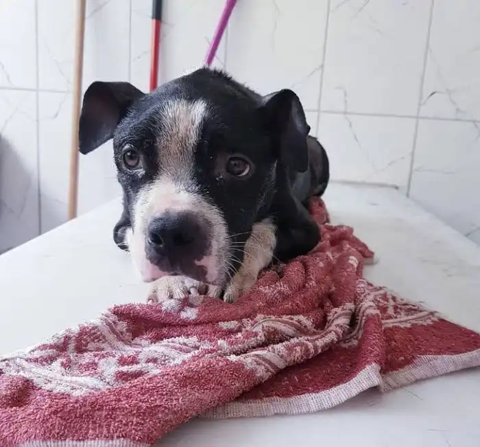 eylem dogrusoz sikayeti 1