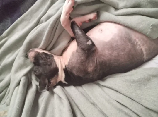 eylem dogrusoz sikayeti 2