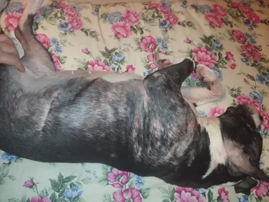 eylem dogrusoz sikayeti 3