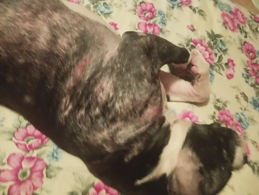 eylem dogrusoz sikayeti 4