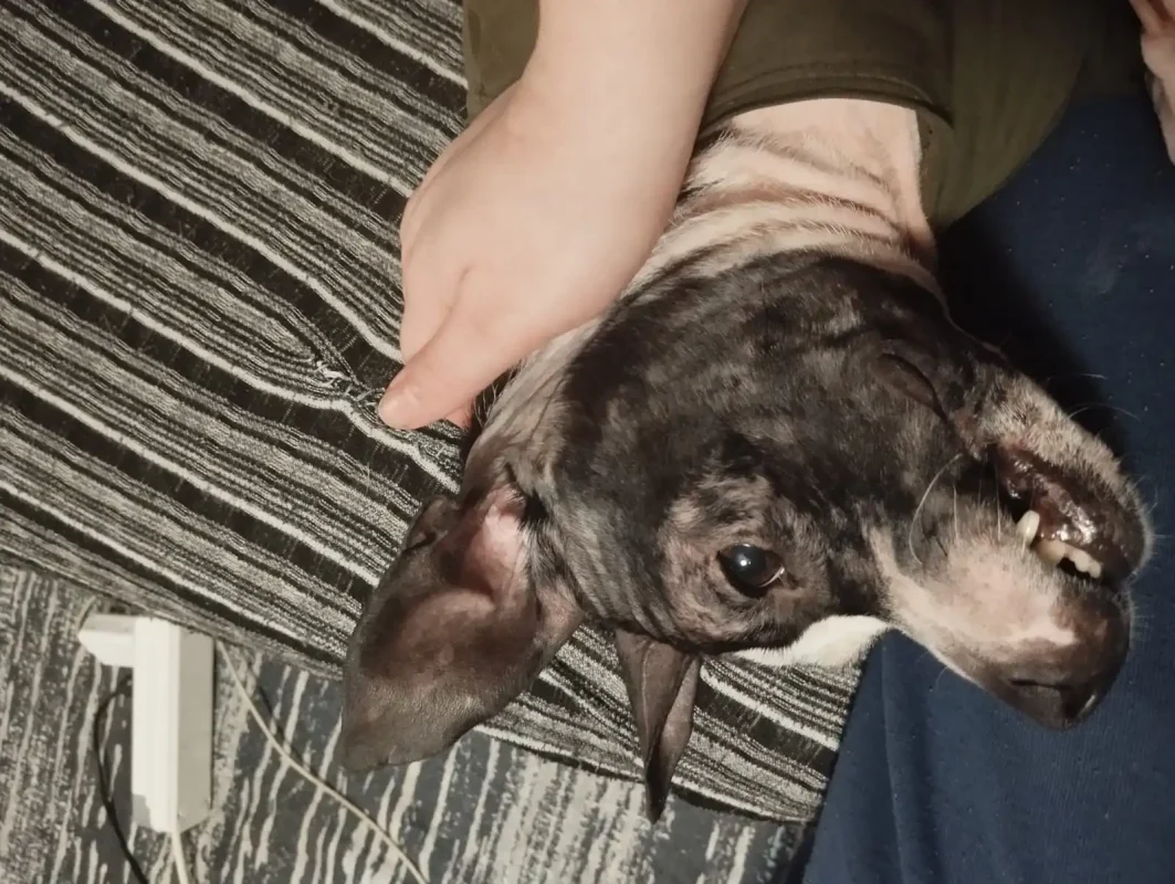 eylem dogrusoz sikayeti 5