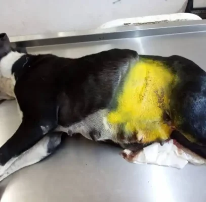 eylem dogrusoz sikayeti 6