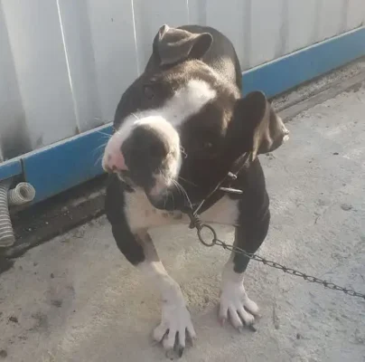 eylem dogrusoz sikayeti 7