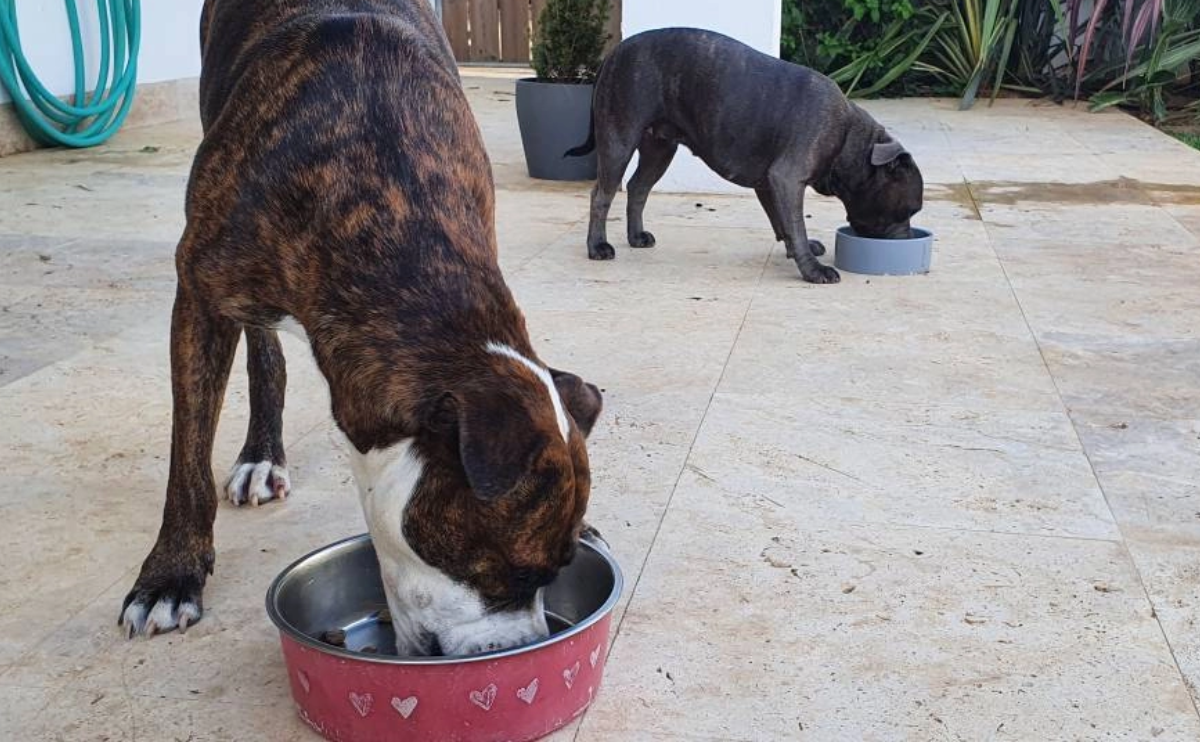 İngiliz Staffordshire Kilo Kontrolü Hakkında Bilmeniz Gerekenler 2 ingiliz staff beslenme