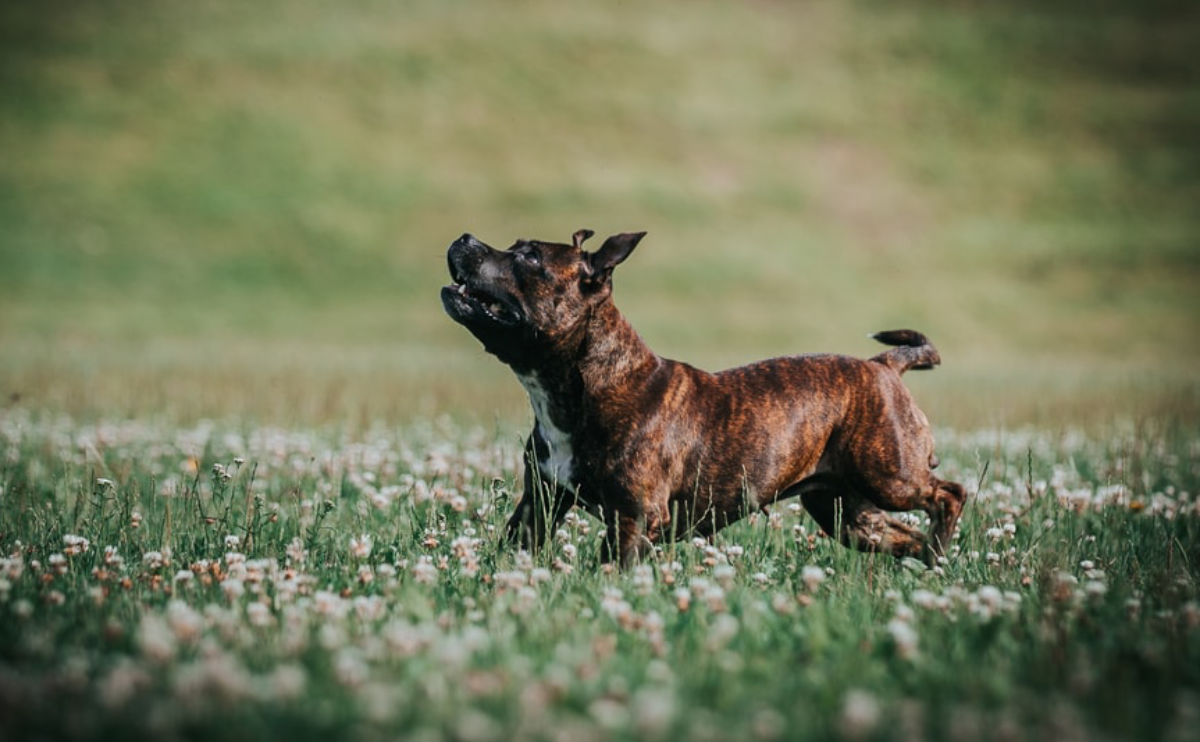 İngiliz Staffordshire Kilo Kontrolü Hakkında Bilmeniz Gerekenler 3 ingiliz staff egzersiz