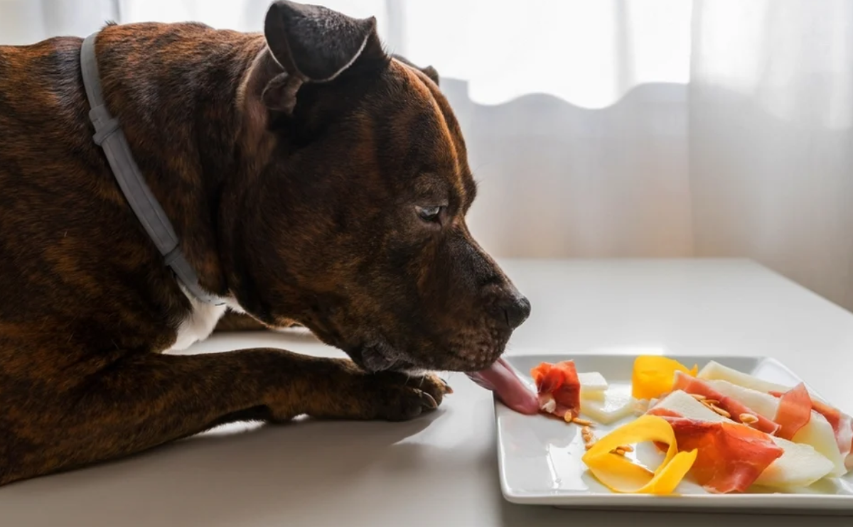 İngiliz Staffordshire Kilo Kontrolü Hakkında Bilmeniz Gerekenler 1 ingiliz stafforshire kilo kontrolü