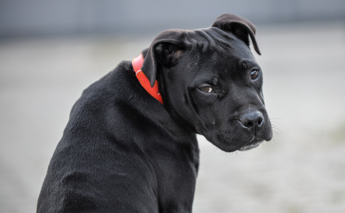 ingiliz staffordshire köpek ırkı