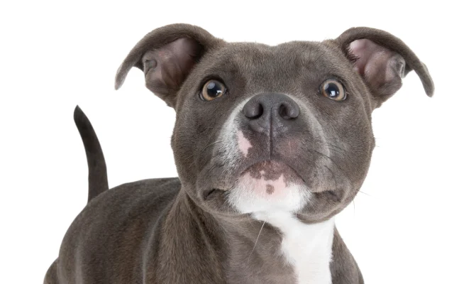 ingiliz staffordshire köpek ırkı ve özellikleri