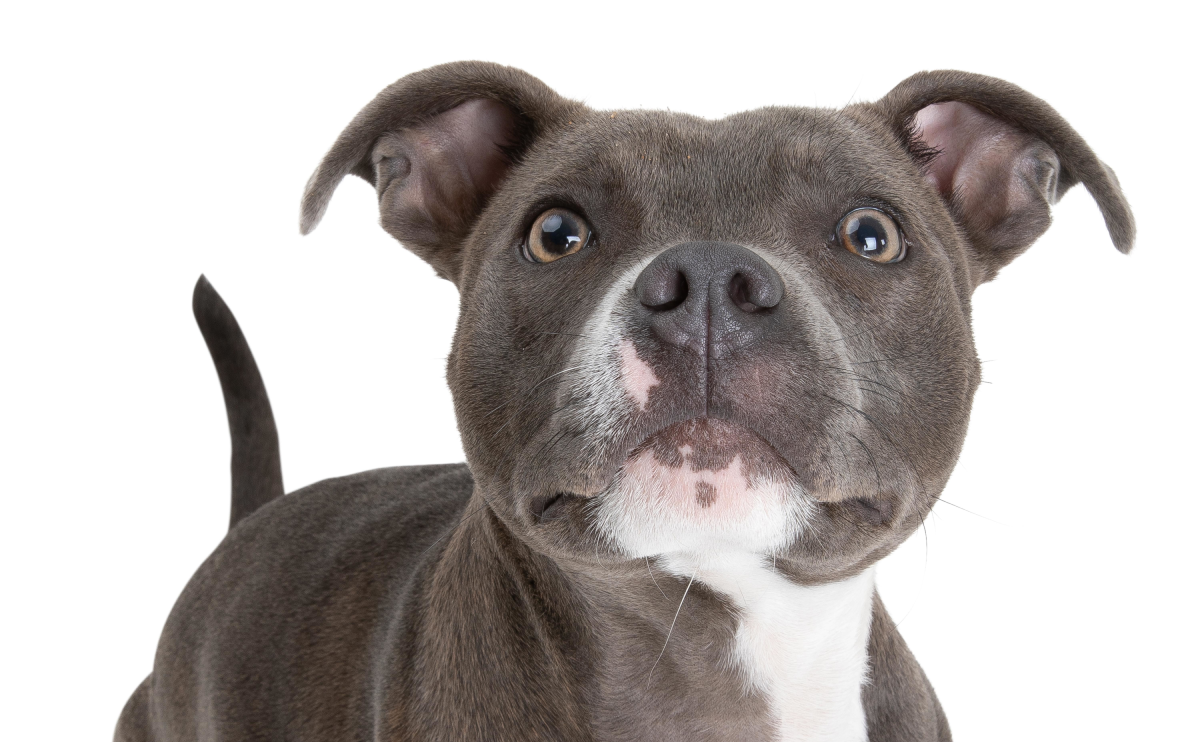 ingiliz staffordshire köpek ırkı ve özellikleri