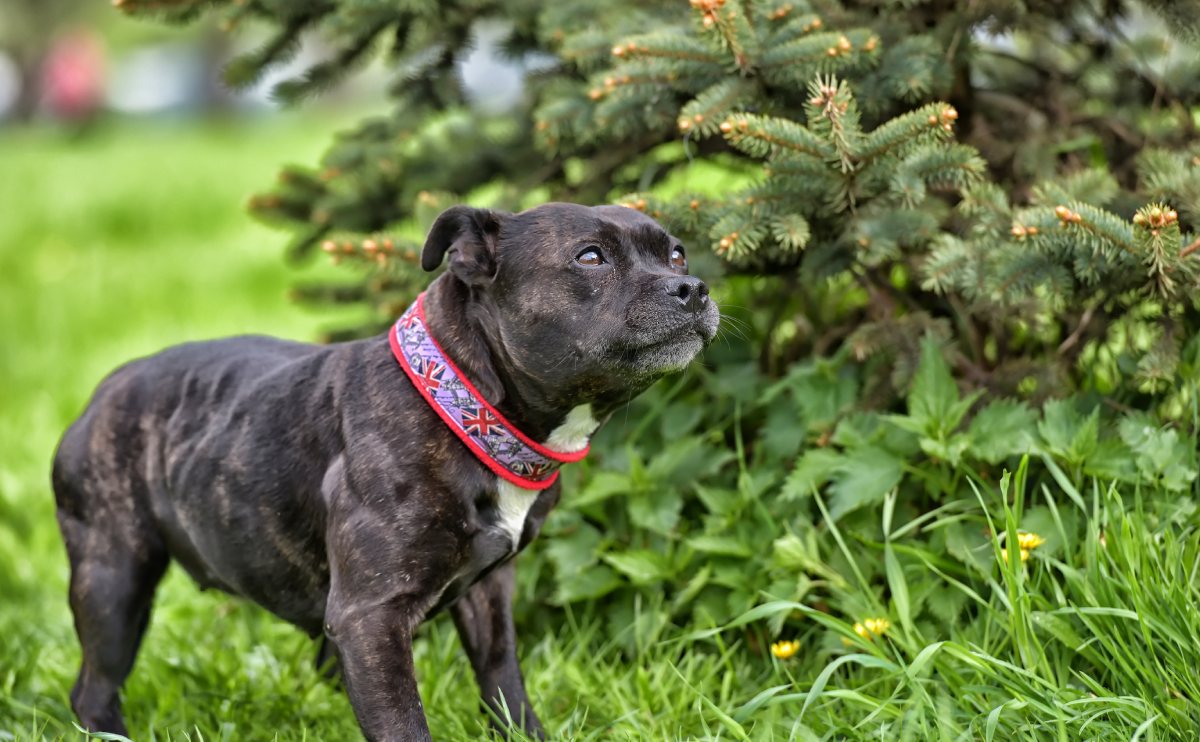 ingiliz staffordshire özellikleri
