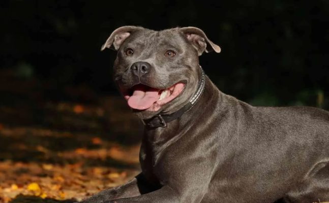 Blue Staff Mavi Ingiliz Staffordshire Nedir Bilinmesi Gerekenler